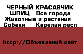 ЧЕРНЫЙ КРАСАВЧИК ШПИЦ - Все города Животные и растения » Собаки   . Карелия респ.